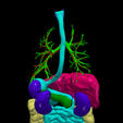 21.png 3D Model of Cardiovascular System, Thorax and Abdomen