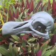dodo-side.jpg 3D Dodo Skull Halloween Edition: A Vintage Horror Odyssey to Print at Home