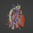 12.png 3D Model of Heart (from real patient)