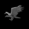 raven-flying.jpg crow raven