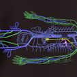 sig.jpg Human venous system schematic 3D