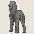 Afghan-Hound-Dog-05.jpg Afghan Hound Dog