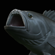 White-grouper-open-mouth-1-23.png fish white grouper / Epinephelus aeneus trophy statue detailed texture for 3d printing