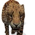 OUO.jpg DOWNLOAD Cheetah 3d model - animated for blender-fbx-unity-maya-unreal-c4d-3ds max - 3D printing Cheetah - LEOPARD - RAPTOR - PREDATOR - CAT - FELINE
