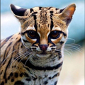 Margay_cat_3D
