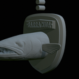 Barracuda-solo-model-18.png fish head great barracuda trophy statue detailed texture for 3d printing