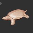 SoftShelledTurtle02.jpg Soft Shelled Turtle