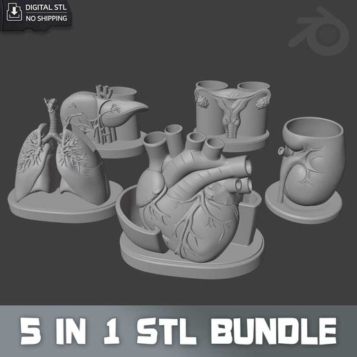 5 in 1 Medical Organ Desk Organizer STL Bundle | Heart Lungs Liver Kidney Uterus | Anatomical 3D Print Files