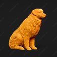 536-Australian_Shepherd_Dog_Pose_04.jpg Australian Shepherd Dog 3D Print Model Pose 04