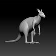 kang1.jpg kangaroo - kangaroo 3d model