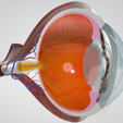 eye-anatomy-2.png EYE CROSS SECTION ANATOMY