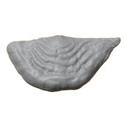 G014a.jpg STL file Ordovician brachiopod 10・3D printable model to download