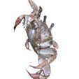 6.jpg KREBS KREBS AMPHIBISCHE TADPOLE TIER ANATOMIE 3D MODELL Maniküre Krabbe Cleistostoma Dilatatum RAPTOR