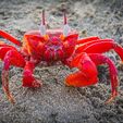 big-red-crab-shafayat-imagery.jpg Red Crab From Red Planet