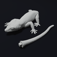 Part1.png Gargoyle Gecko Pet Reptile