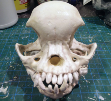 10.png Pug skull