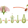 Flower_Render_1.png Parts of A Flower - Ovary Stages