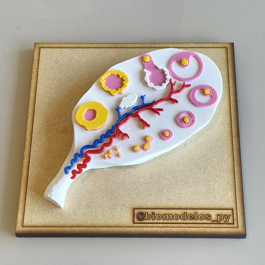 IMG_7520.jpeg Menstrual ovarian cycle