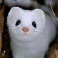 3D model snow white weasel 4.jpg Snow-White Weasel