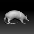 ar1.jpg armadillo