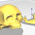 화면-캡처-2021-10-17-215820.jpg skull_human