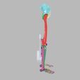 lower-limbs-with-girdle-color-coded-3d-model-2.jpg lower Limbs with girdle color coded 3D model