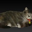 2026-03-24-13-45-41.jpg Gato obeso ou rechonchudo