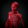 Untitled_Viewport_018.png Human anatomy Human anatomy ready to print Halloween Pumpkin