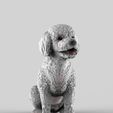 poodles-2.jpg Toy Poodle / Poodle