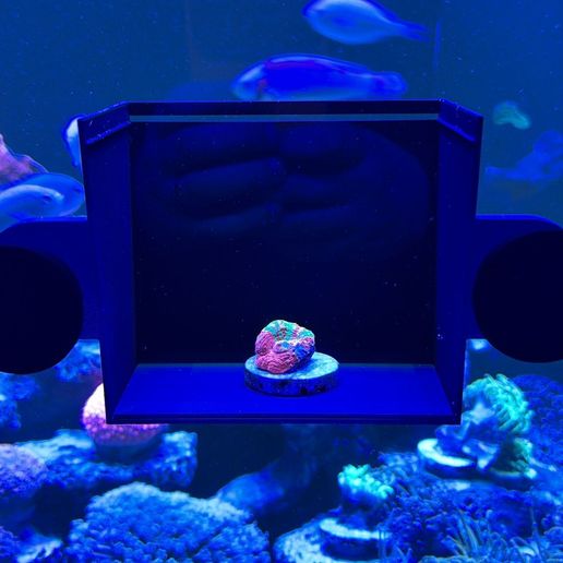 Marine Coral Photo Box