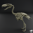 Kelenken-skeleton-4.png Kelenken guillermoi - terror bird skeleton 3D print model