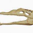 24.jpg Mosasaurus skull