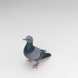 p2.jpg Standing Pigeon Figure 1/32 Scale – Urban Bird Waiting Pose for Dioramas