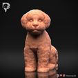 Bichon-Frise-Pose-05-Dog-3D-Print-10s.jpeg Bichon Frise Dog 3D Print Model Pose 05