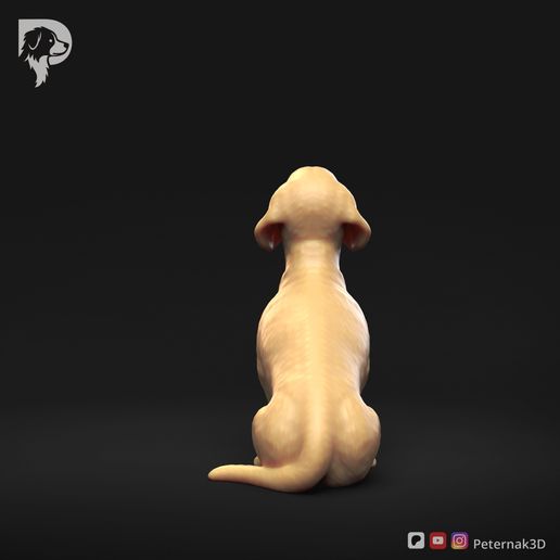Dachshund-Smooth-Haired-Pose-05-Dog-3D-Print-5s.jpeg Teckel à poil lisse Pose 05