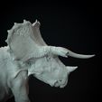 Old_bull_trike_5B.jpg Triceratops old bull