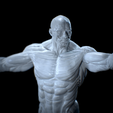 Untitled_Viewport.png Anatomia Humana Musculacion - Muscle Anatomy human adapted Print