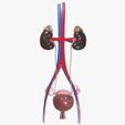 Front.jpg Female urinary system