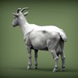 goat5.jpg Goat 3D print model