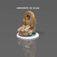 AMMONITE3DSCAN.jpg Free STL file Ammonite 3D Scan・3D printing design to download