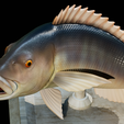 Dentex-trophy-32.png fish Common dentex / dentex dentex trophy statue detailed texture for 3d printing