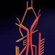 PS0005.jpg Human arterial system schematic 3D