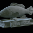 Dusky-grouper-43.png fish dusky grouper / Epinephelus marginatus statue detailed texture for 3d printing