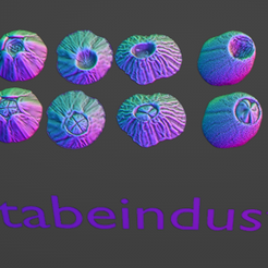 barnis-v.png barnacles / patelle