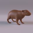HyraxPr_0001.jpg Animales del desierto del Sáhara