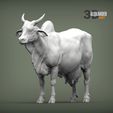 indian-cow-1.jpg Indian cow 3D print model