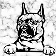 Sin-título.jpg french bulldog dog wall decoration wall mural picture pet dog deco wall house realistic Pet