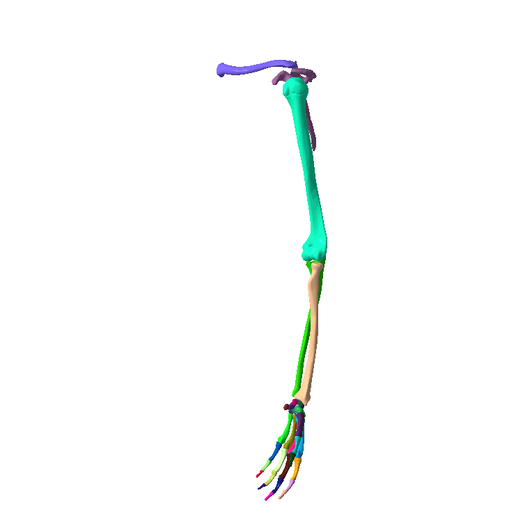 10.png SKELETON OF  LEFT UPPER  LIMB 32 PARTS