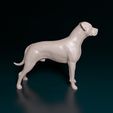 Arg-Boy-NE-002.jpg Argentino Dogo
