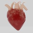 CorazonA.jpg Human Heart model